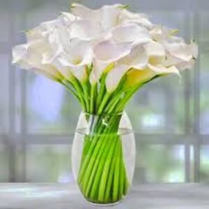 Calla Lily